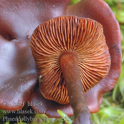 Phaeocollybia jennyi Feuerroter Wurzelschnitzling