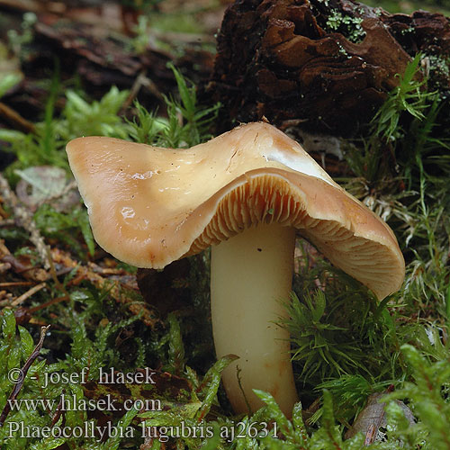 Phaeocollybia lugubris Kržatka špičatá Korzenianka okazała