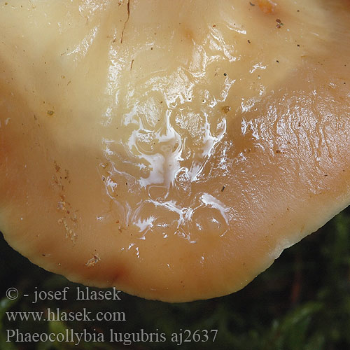 Phaeocollybia lugubris aj2637