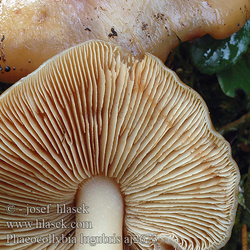 Phaeocollybia lugubris aj2673