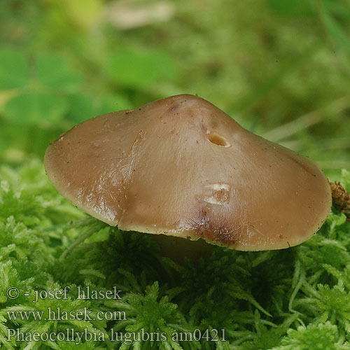 Phaeocollybia lugubris am0421