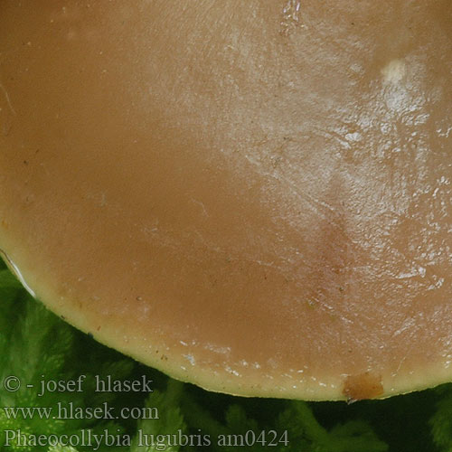 Phaeocollybia lugubris am0424