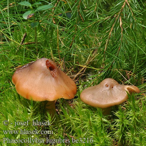 Phaeocollybia lugubris be3216