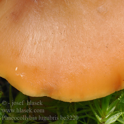 Phaeocollybia lugubris be3220