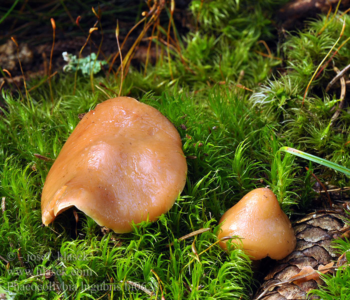 Phaeocollybia lugubris Koreňovica zahrotená