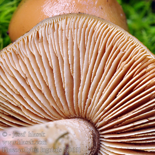 Collybie lugubris Phaeocollybia Koreňovica zahrotená