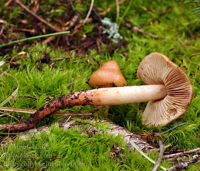 Phaeocollybia lugubris bi0667