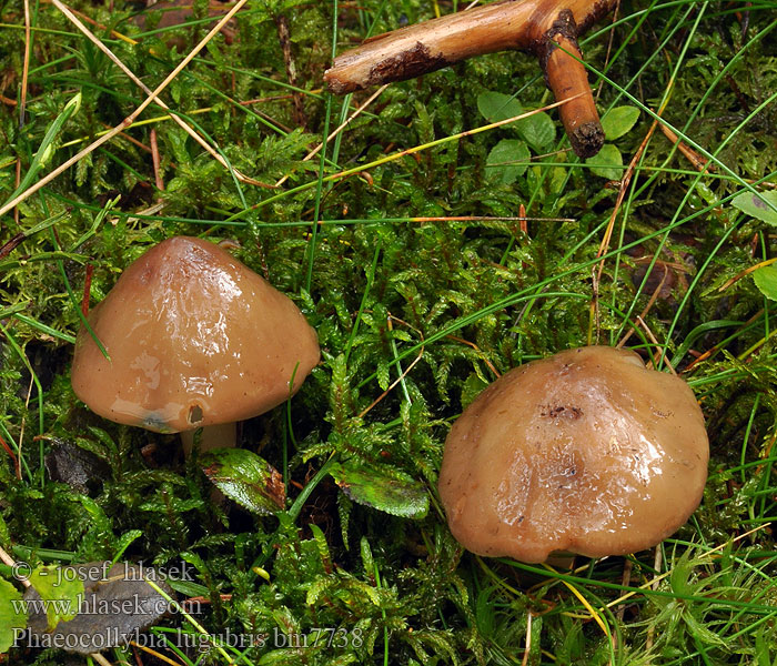 Phaeocollybia lugubris Kržatka špičatá