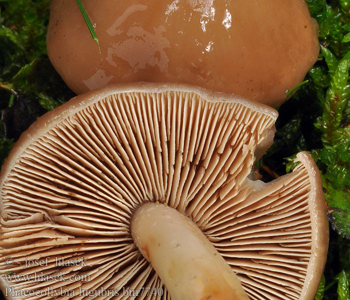 Phaeocollybia lugubris Korzenianka okazała