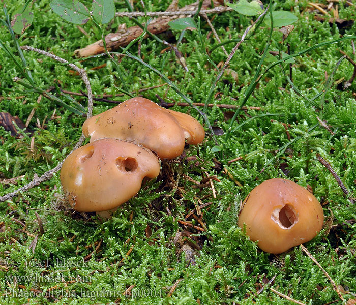 Phaeocollybia lugubris Koreňovica zahrotená