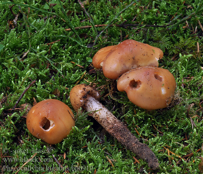 Phaeocollybia lugubris Phaeocollybie lugubre