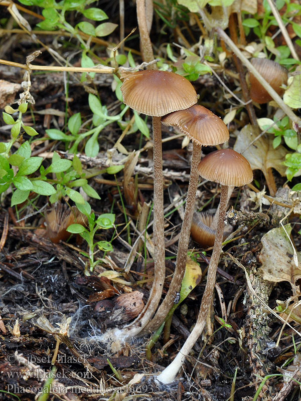 Phaeogalera medullosa Galera Naucoria