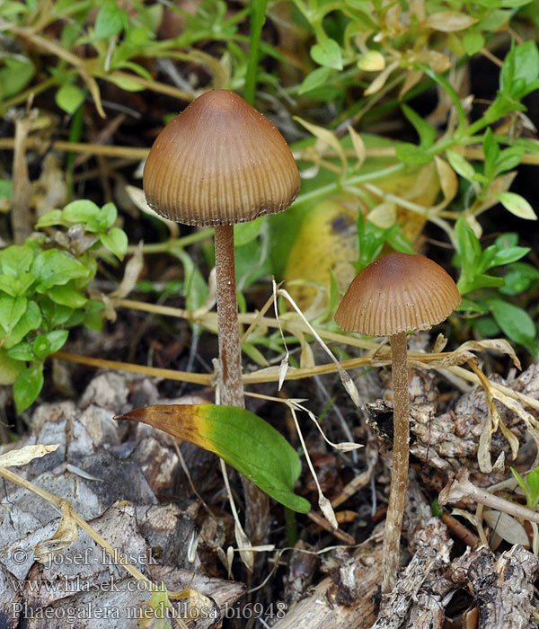 Phaeogalera medullosa Galera Naucoria