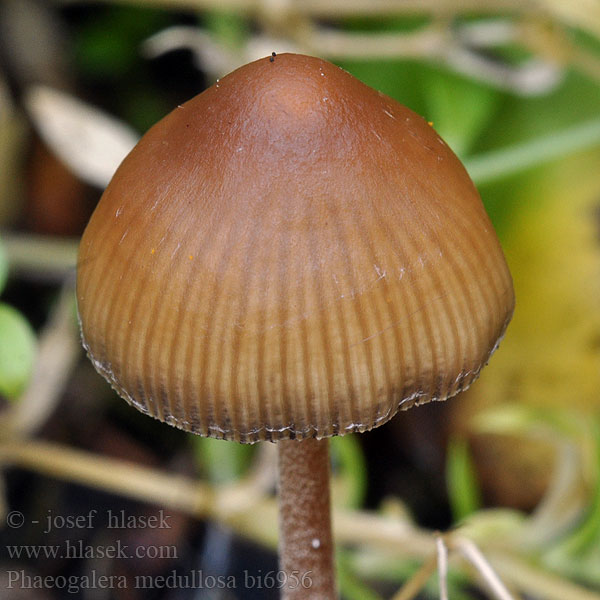 Galera medullosa Phaeogalera Naucoria