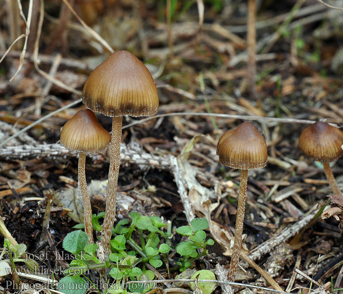 Galera medullosa Phaeogalera Naucoria