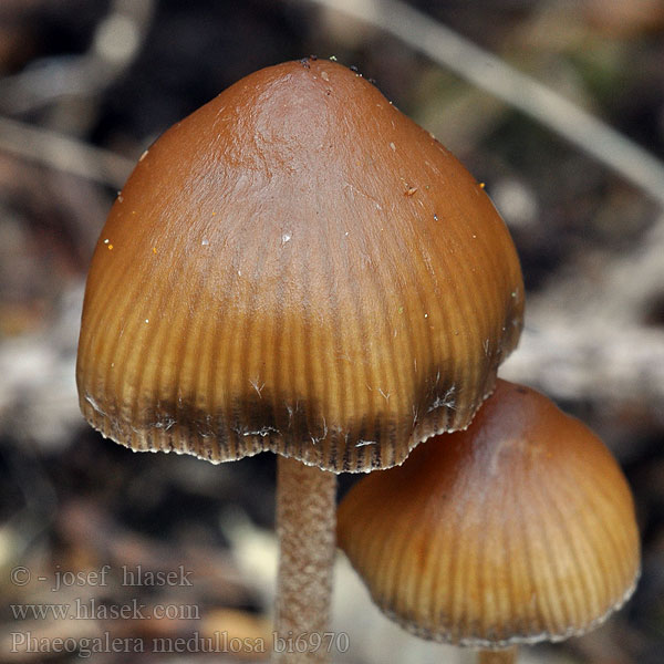 Naucoria medullosa Galera Phaeogalera