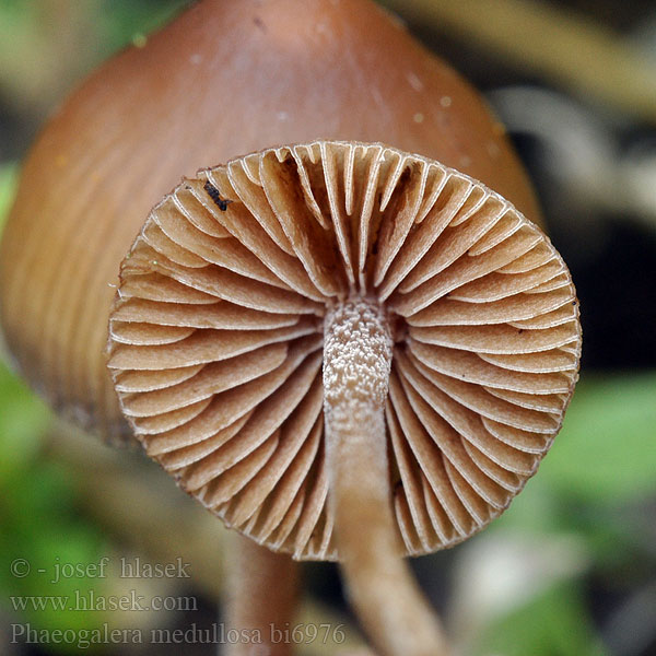 Naucoria medullosa Galera Phaeogalera