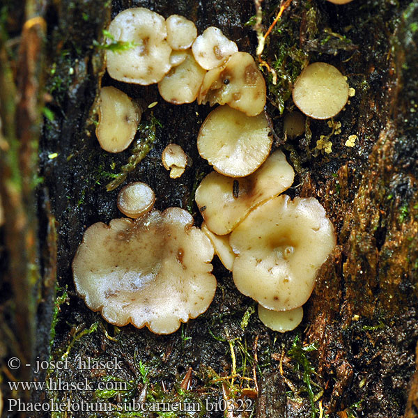Phaeohelotium subcarneum Orbilia subcarnea Orbiliopsis Vleeskleurig Sapbekertje Blaßfleischiges Holzbecherchen