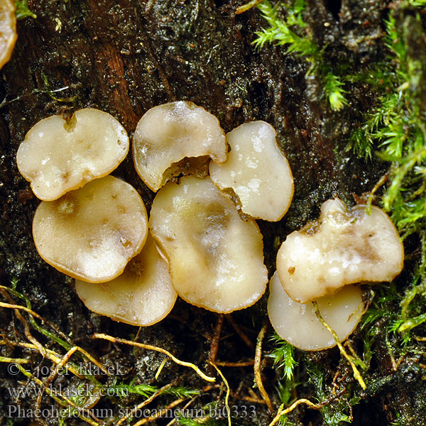 Blaßfleischiges Holzbecherchen Phaeohelotium subcarneum Orbilia subcarnea Orbiliopsis Vleeskleurig Sapbekertje
