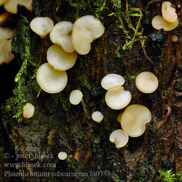 Orbilia subcarnea Phaeohelotium subcarneum Orbiliopsis Vleeskleurig Sapbekertje Blaßfleischiges Holzbecherchen