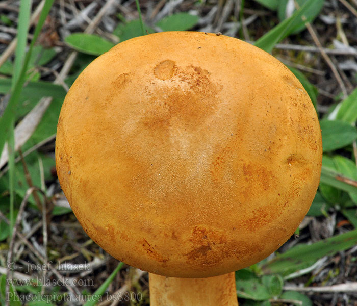 Phaeolepiota_aurea_bs8800