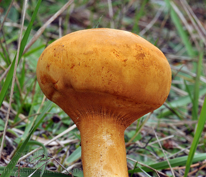 Phaeolepiota_aurea_bs8803