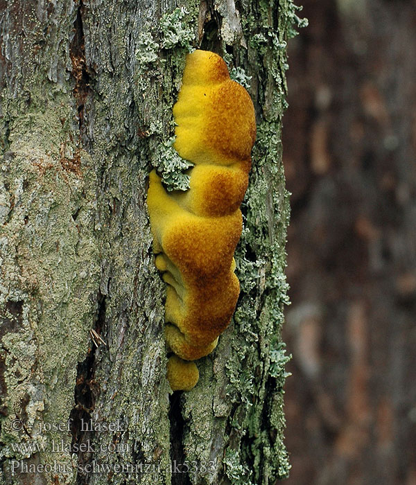 Phaeolus schweinitzii Polyporus Трутовик Швейнитца 栗褐暗孔菌 Brunporesvamp Murszak rdzawy Hnědák Schweinitzův Choroš rozděrkový Kiefern-Braunporling Velvet Top Fungus Dye Polypore Dyer's Bracket Dennenvoetzwam Karhunkääpä Phéole Schweinitz Polypore éponge Crnogorični rupičavac Schweinitzov rupičar カイメンタケ Fenyő-likacsosgomba Gulrandkjuke Hnedák Schweinitzov Žoltorobi rjavopor Grovticka