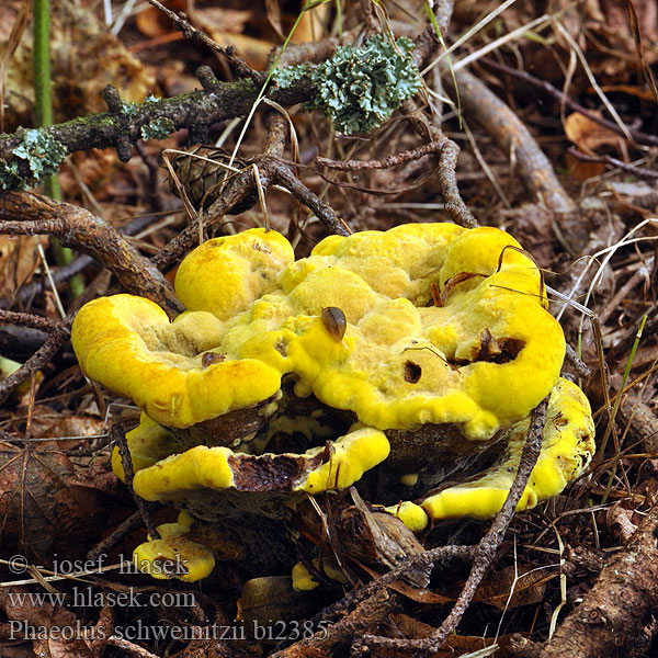 Phaeolus schweinitzii bi2385