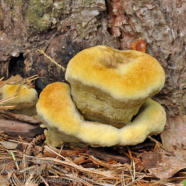 Phaeolus schweinitzii Polyporus Трутовик Швейнитца 栗褐暗孔菌 Brunporesvamp Murszak rdzawy Hnědák Schweinitzův Choroš rozděrkový Kiefern-Braunporling Velvet Top Fungus Dye Polypore Dyer's Bracket Dennenvoetzwam Karhunkääpä Phéole Schweinitz Polypore éponge Crnogorični rupičavac Schweinitzov rupičar カイメンタケ Fenyő-likacsosgomba Gulrandkjuke Hnedák Schweinitzov Žoltorobi rjavopor Grovticka