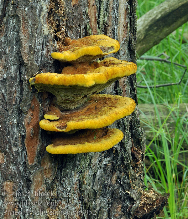 Phaeolus schweinitzii Polyporus Трутовик Швейнитца 栗褐暗孔菌 Brunporesvamp Murszak rdzawy Hnědák Schweinitzův Choroš rozděrkový Kiefern-Braunporling Velvet Top Fungus Dye Polypore Dyer's Bracket Dennenvoetzwam Karhunkääpä Phéole Schweinitz Polypore éponge Crnogorični rupičavac Schweinitzov rupičar カイメンタケ Fenyő-likacsosgomba Gulrandkjuke Hnedák Schweinitzov Žoltorobi rjavopor Grovticka