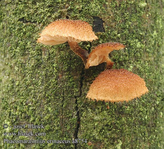 Phaeomarasmius erinaceus Pholiota erinacea Naucoria Kržatka ježatá Šupináčik obyčajný Ciemnotwardnik okazały Igelschüppchenschnitzling Igel-Schüppchenschnitzling Spidsskælhat Oksaruostenahikas Egelzwammetje Skjellbrunhatt Феомарасмиус ежовиковый Tofsskräling