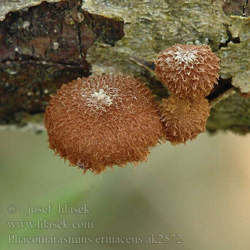 Phaeomarasmius erinaceus ak2572