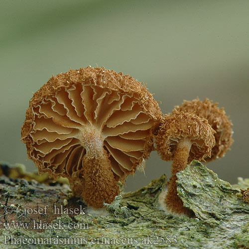 Phaeomarasmius erinaceus ak2583