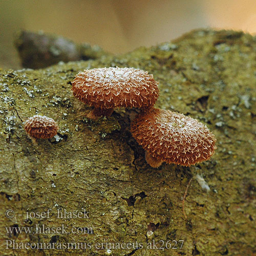 Phaeomarasmius erinaceus ak2627