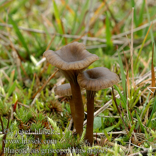 Phaeotellus griseopallidus Omphalina griseopallida