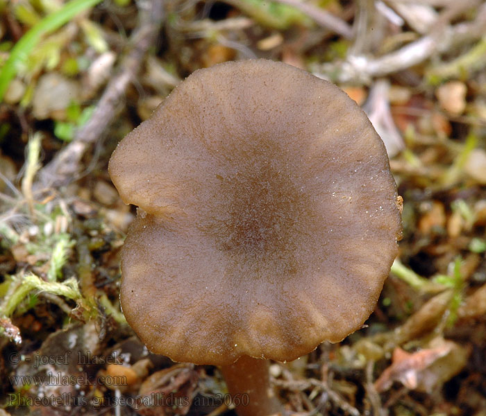 Omphalina griseopallida Leptoglossum griseopallidum Omphalia Arrhenia Phaeotellus griseopallidus