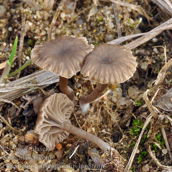 Omphalia griseopallida Leptoglossum griseopallidum