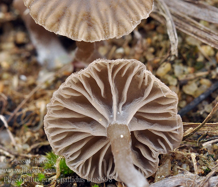 Leptoglossum griseopallidum Arrhenia Kalichovka šedobledá