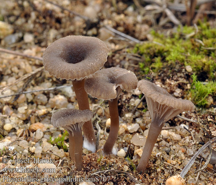 Arrhenia griseopallida Bleekgrijs trechtertje Grijsbruin