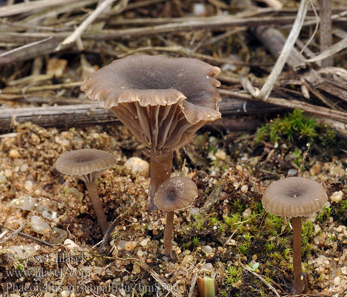 Phaeotellus griseopallidus Kalichovka šedobledá