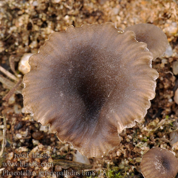 Phaeotellus griseopallidus Bleekgrijs trechtertje Grijsbruin