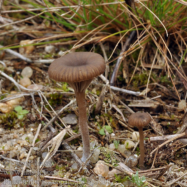 Phaeotellus griseopallidus Filziger Nabelling Grauer