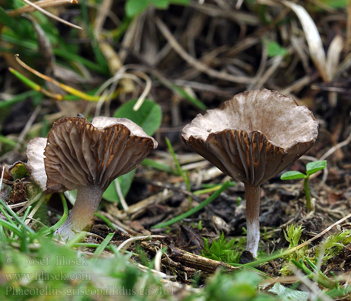 Kalichovka šedobledá Phaeotellus griseopallidus