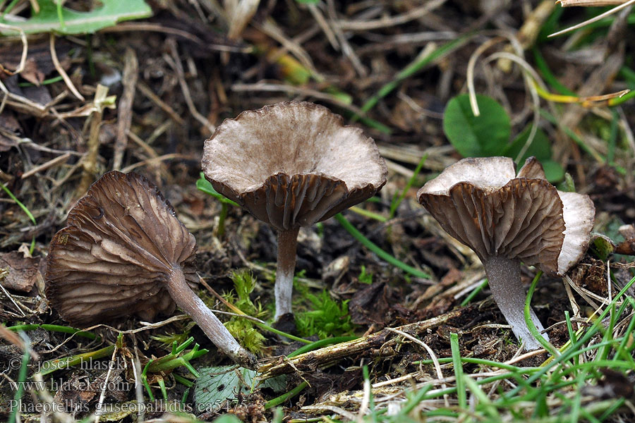 Filziger Nabelling Grauer Phaeotellus griseopallidus