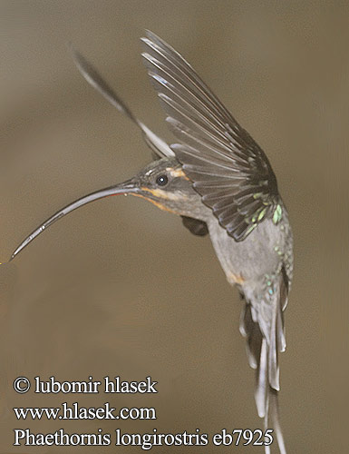 Phaethornis longirostris Kolibřík západní Langhalet Eremit Westlicher Langschwanz-Schattenkolibri Long-billed Hermit Ermitaño Colilargo Norteño Pohjanerakkokolibri Ermite longue queue Veststjerteremitt Pustelnik dlugodzioby długodzioby