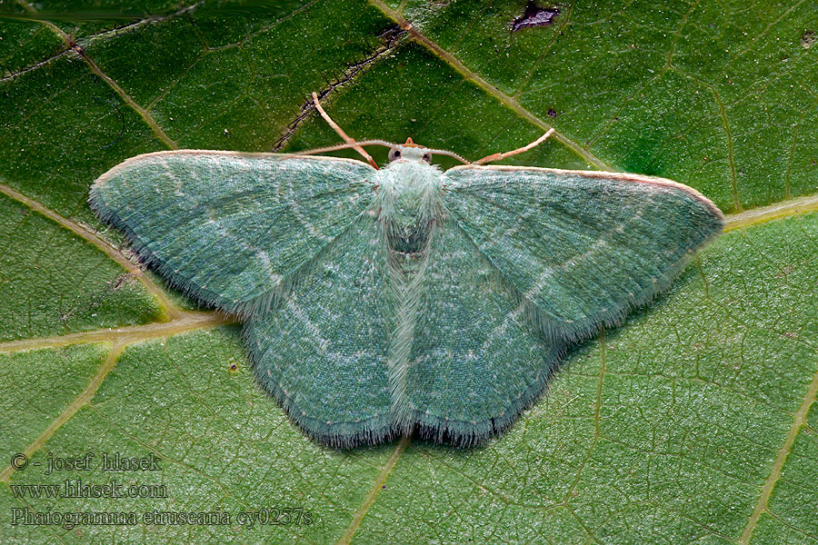 Zelenopláštník smldníkový Phaiogramma etruscaria