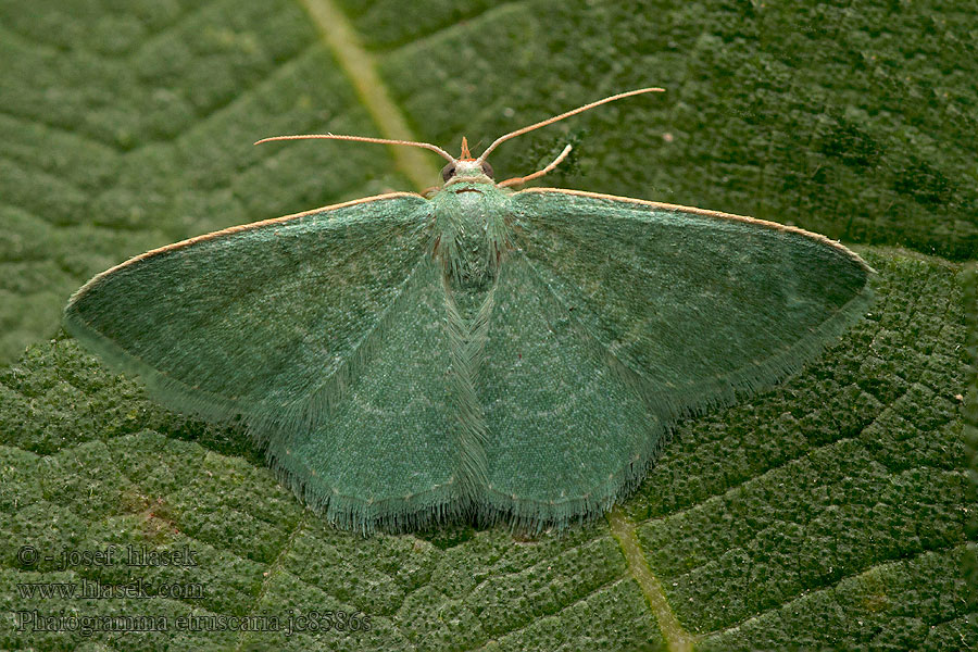 Ombellifères Miernik okrasek Phaiogramma etruscaria