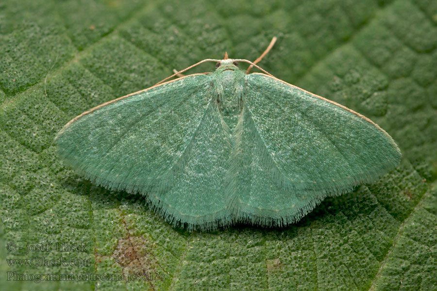 Phalène verte Phaiogramma etruscaria