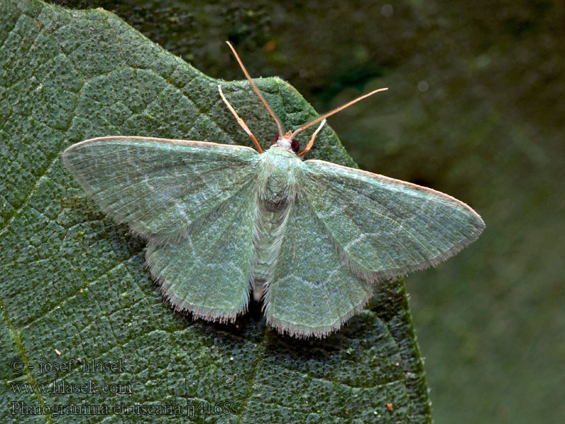 Zelenopláštník smldníkový Phaiogramma etruscaria