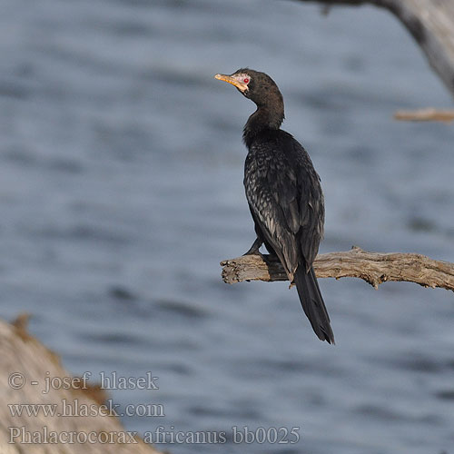 Phalacrocorax africanus bb0025